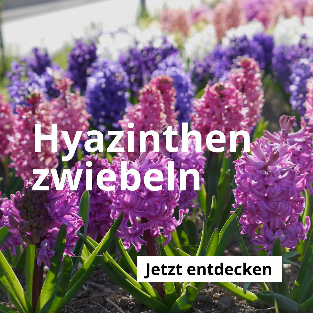 Hyazinthen-Zwiebeln