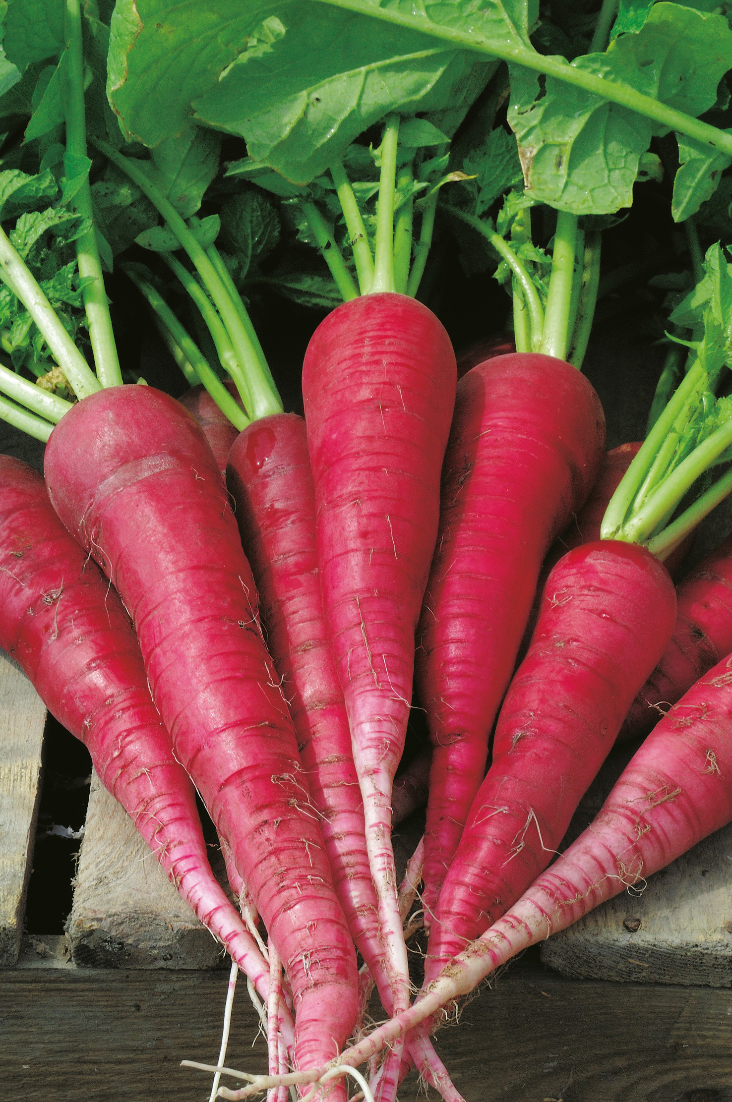 Rettich Ostergruß, rosa/2