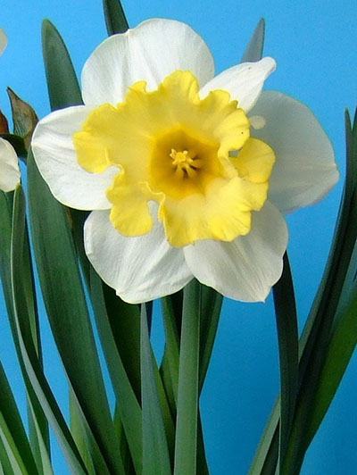 Atraction2010 (kopie) Nahaufnahme einer weiß-gelben Narzisse (Narcissus) mit gelber Trompete und grünen Blättern vor blauem Hintergrund