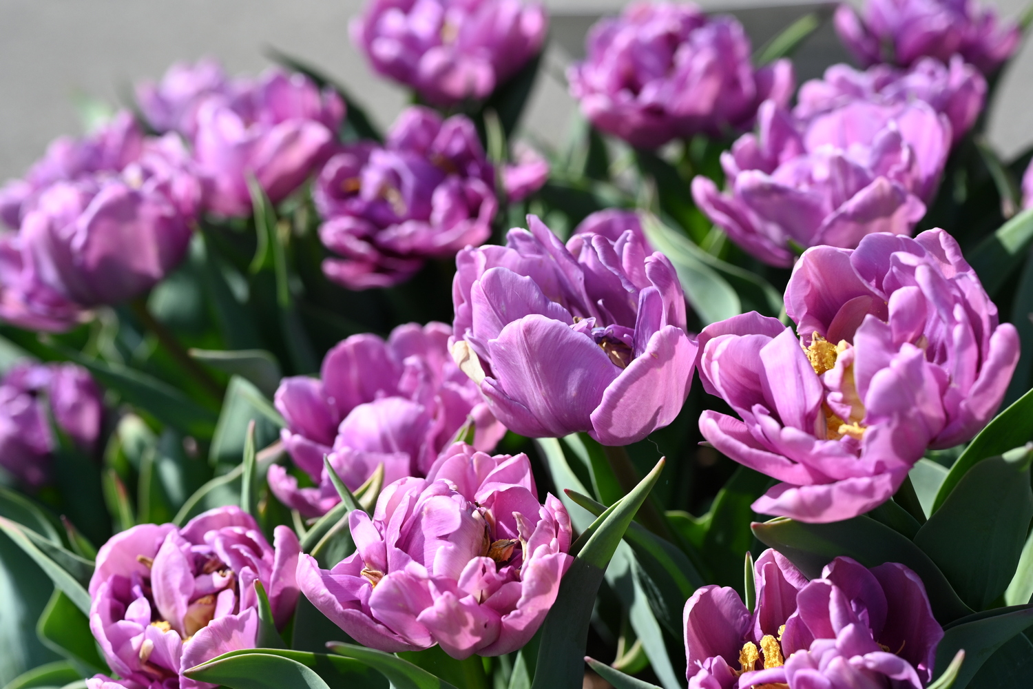 222882_Kickstart_2 Nahaufnahme violetter, gefüllter Tulpenblüten mit grünen Blättern im Sonnenlicht
