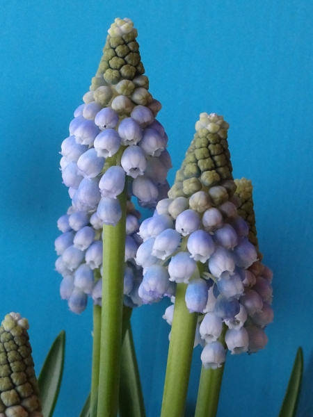 Muscari Ocean Magic Nahaufnahme von hellblauen Traubenhyazinthen (Muscari) mit glockenförmigen Blüten an grünen Stängeln vor blauem Hintergrund