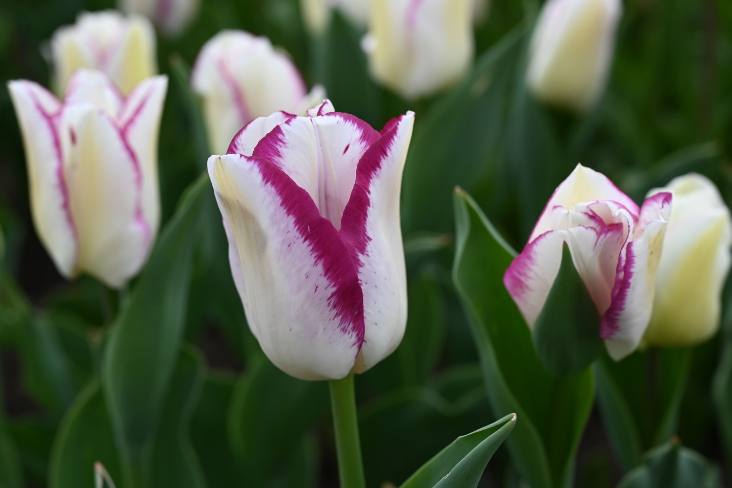 223312_Affaire Nahaufnahme einer weißen Tulpe mit rosa Rändern im Blumenbeet; grüne Blätter unscharf im Hintergrund