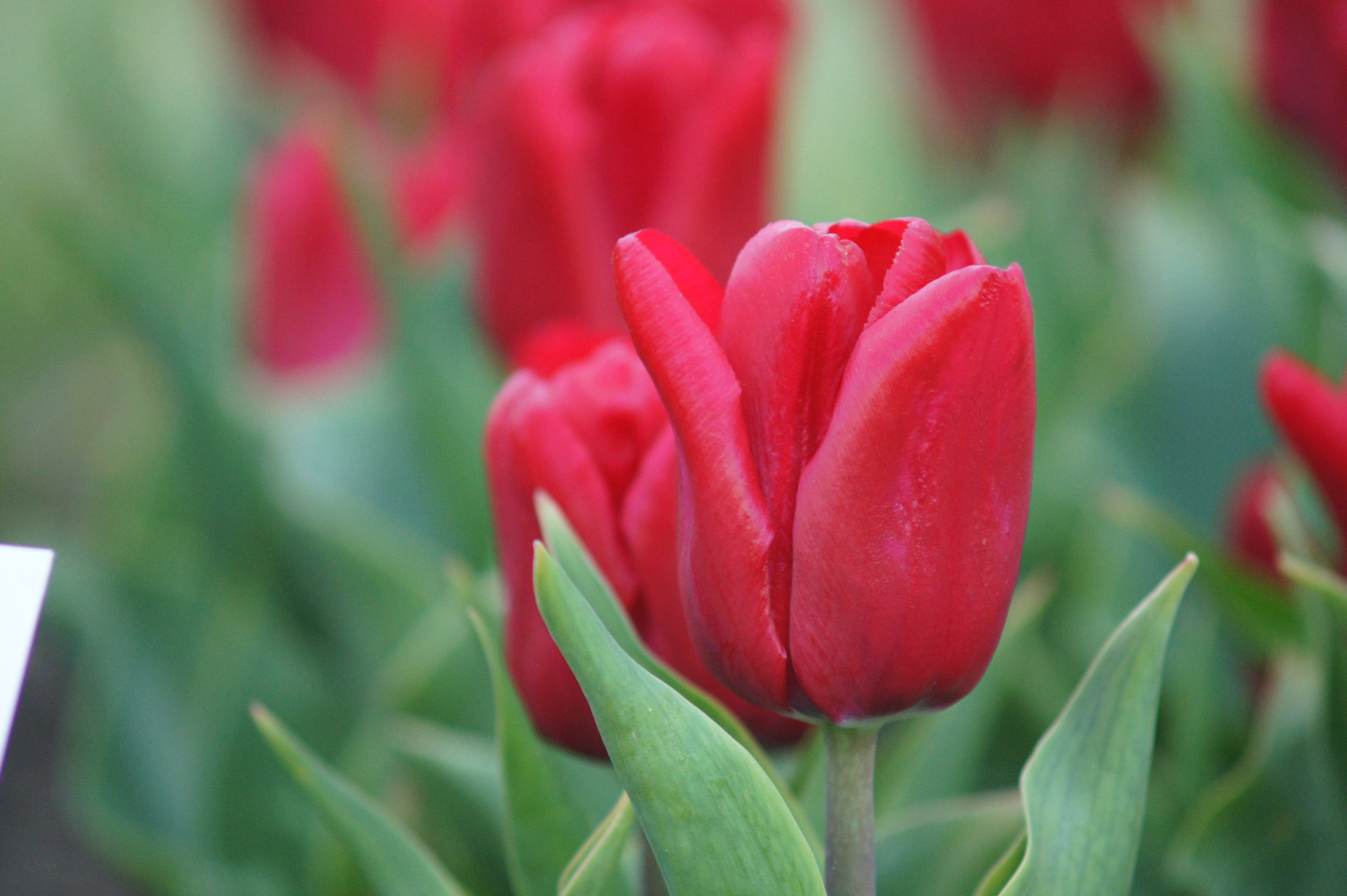 223492_Triumph-Tulpen Dominique_2 Nahaufnahme einer roten Tulpe mit geschlossenen Blütenblättern und unscharfem Hintergrund aus weiteren Tulpen und grünen Blättern