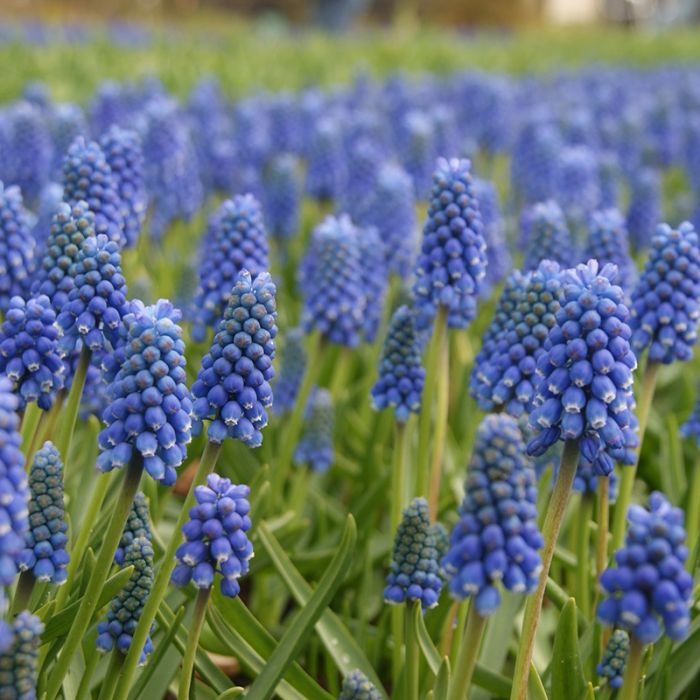 Nahaufnahme von blauen Traubenhyazinthen (Muscari) in einem dichten Blumenbeet, viele traubenförmige Blütenstände auf schmalen grünen Stängeln