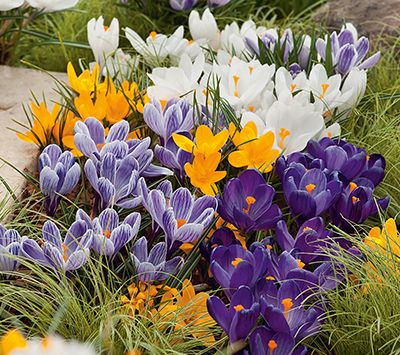 Krokusse Prachtmischung