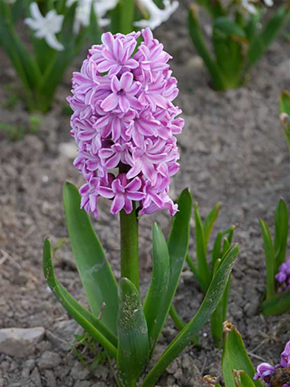Hyazinthen Splendid Cornelia