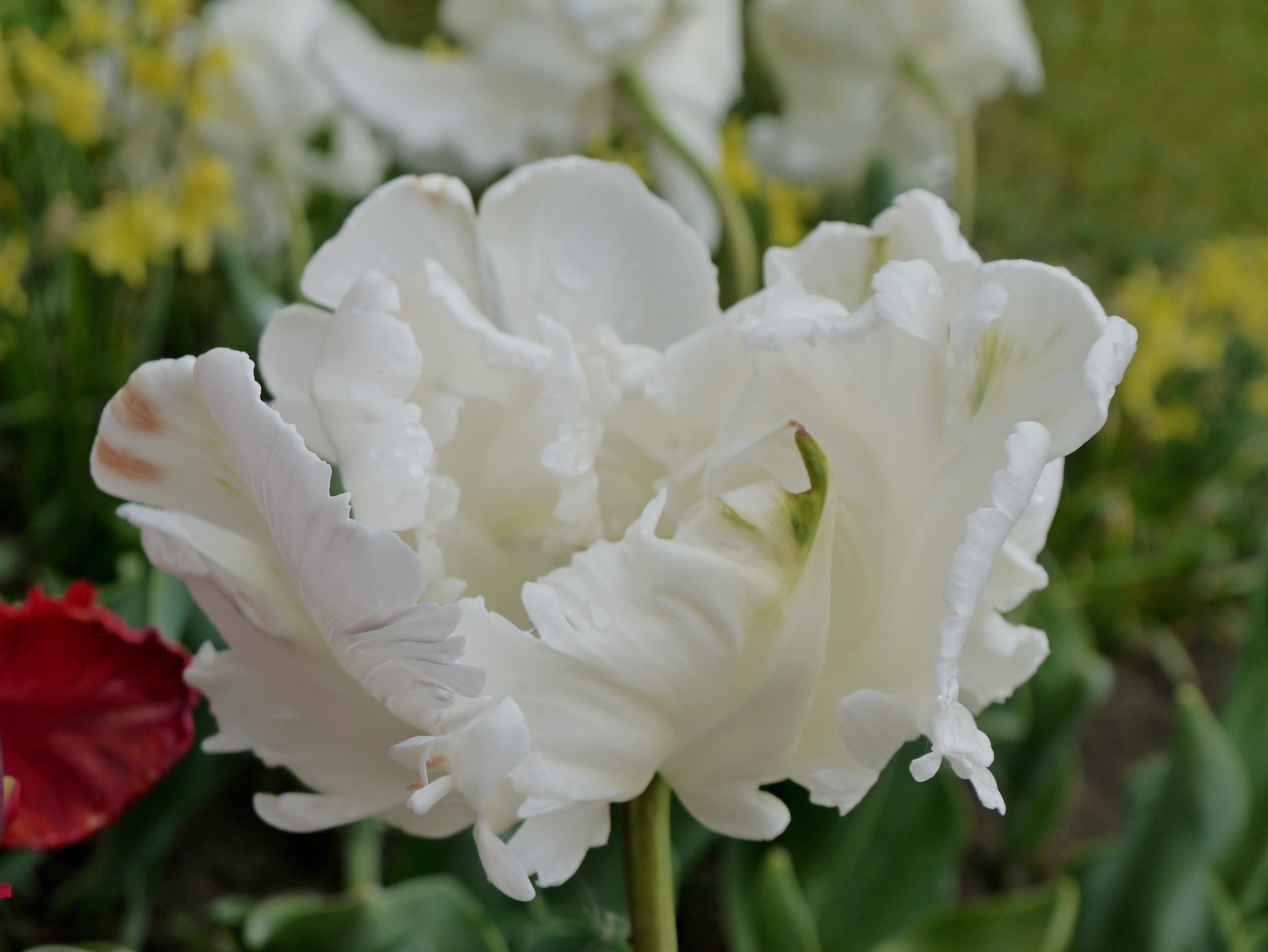 Papagei-Tulpen Super Parrot