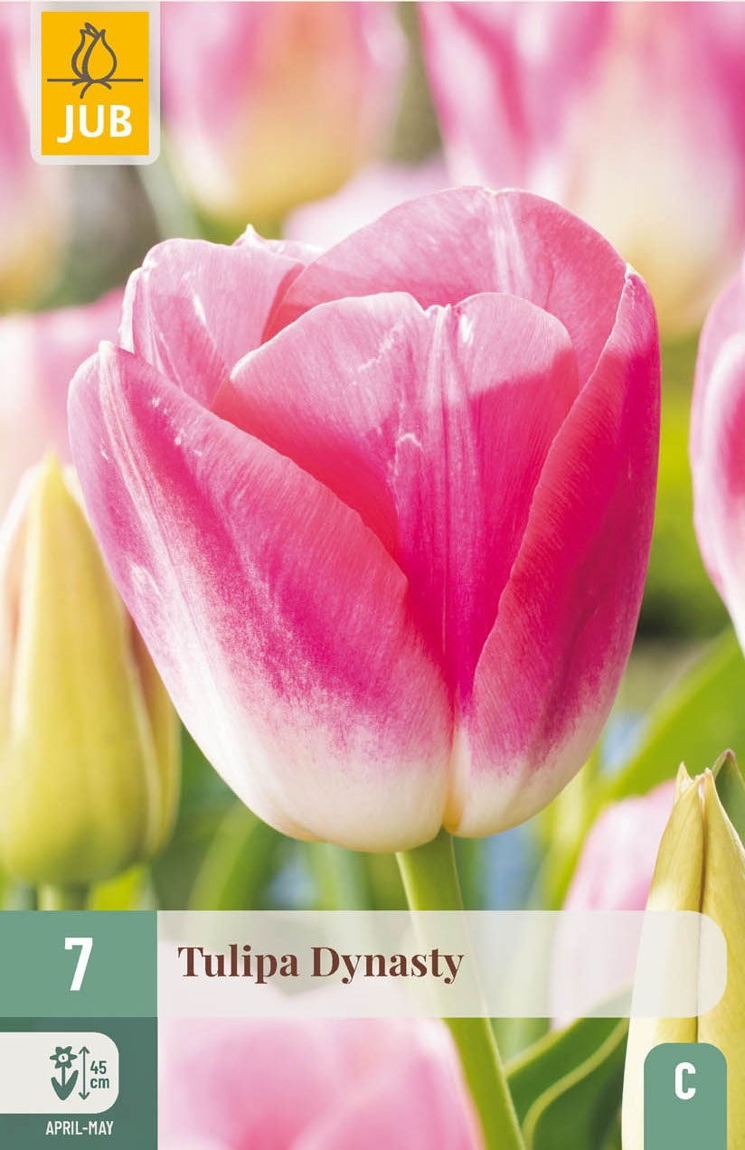 Triumph-Tulpen Dynasty