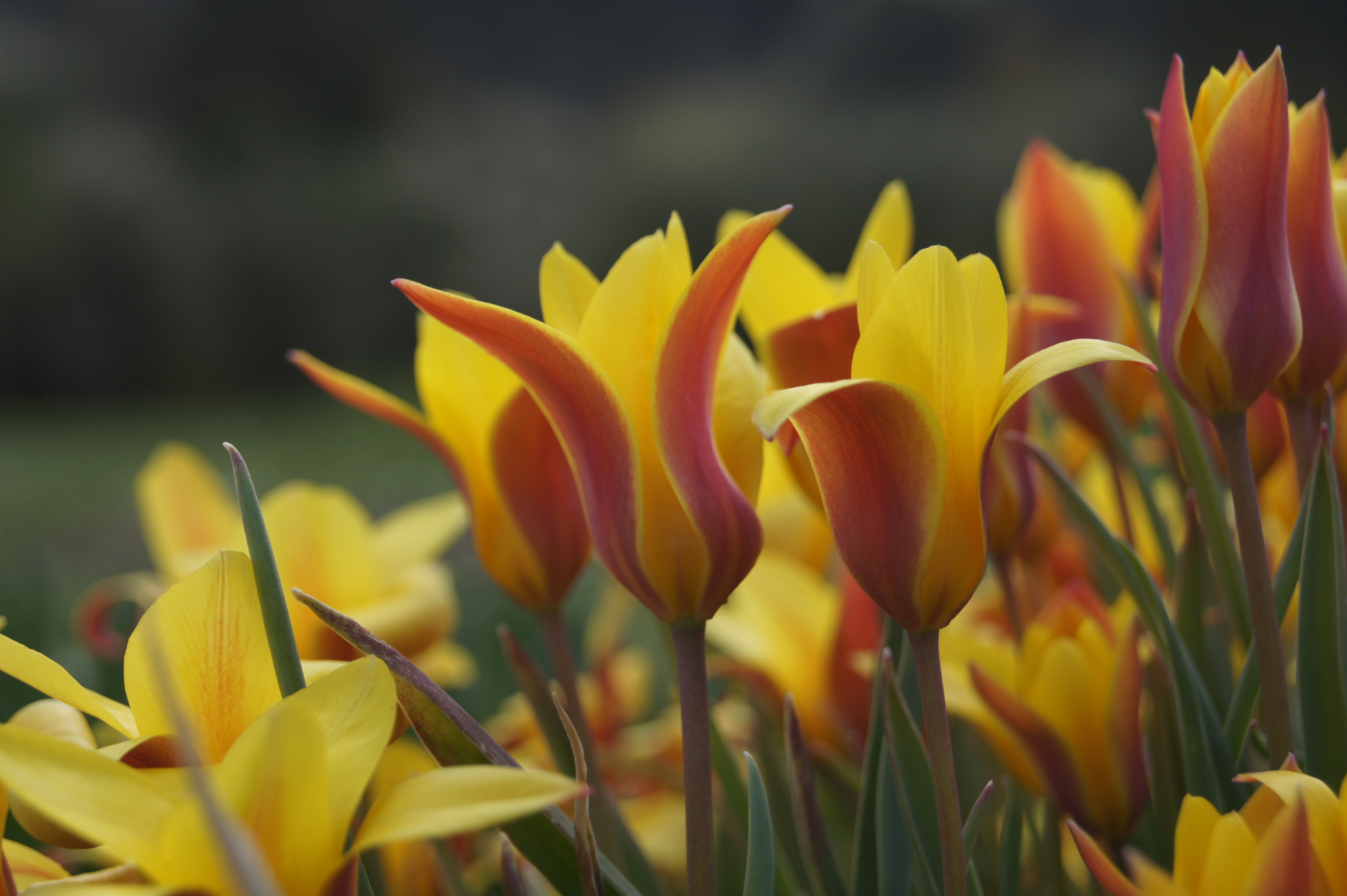 Tulipa clusiana var. chrysanta