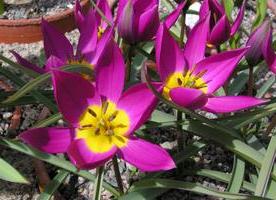 Tulipa clusiana Cynthia