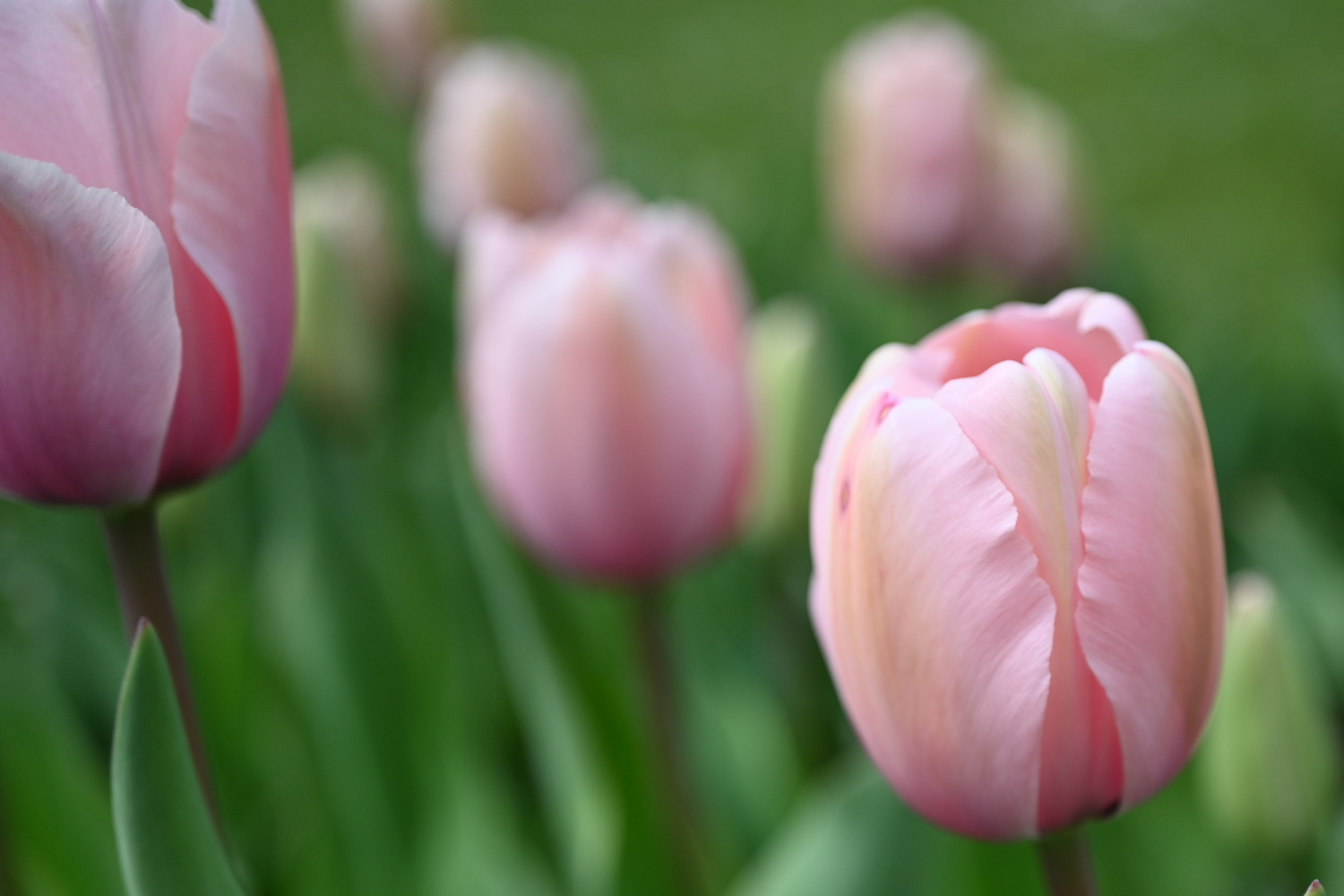 Darwin-Hybrid-Tulpen Salmon Impression