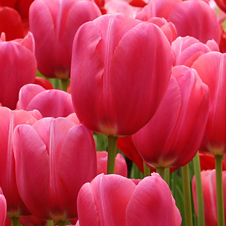 Einfache späte Tulpen Renown