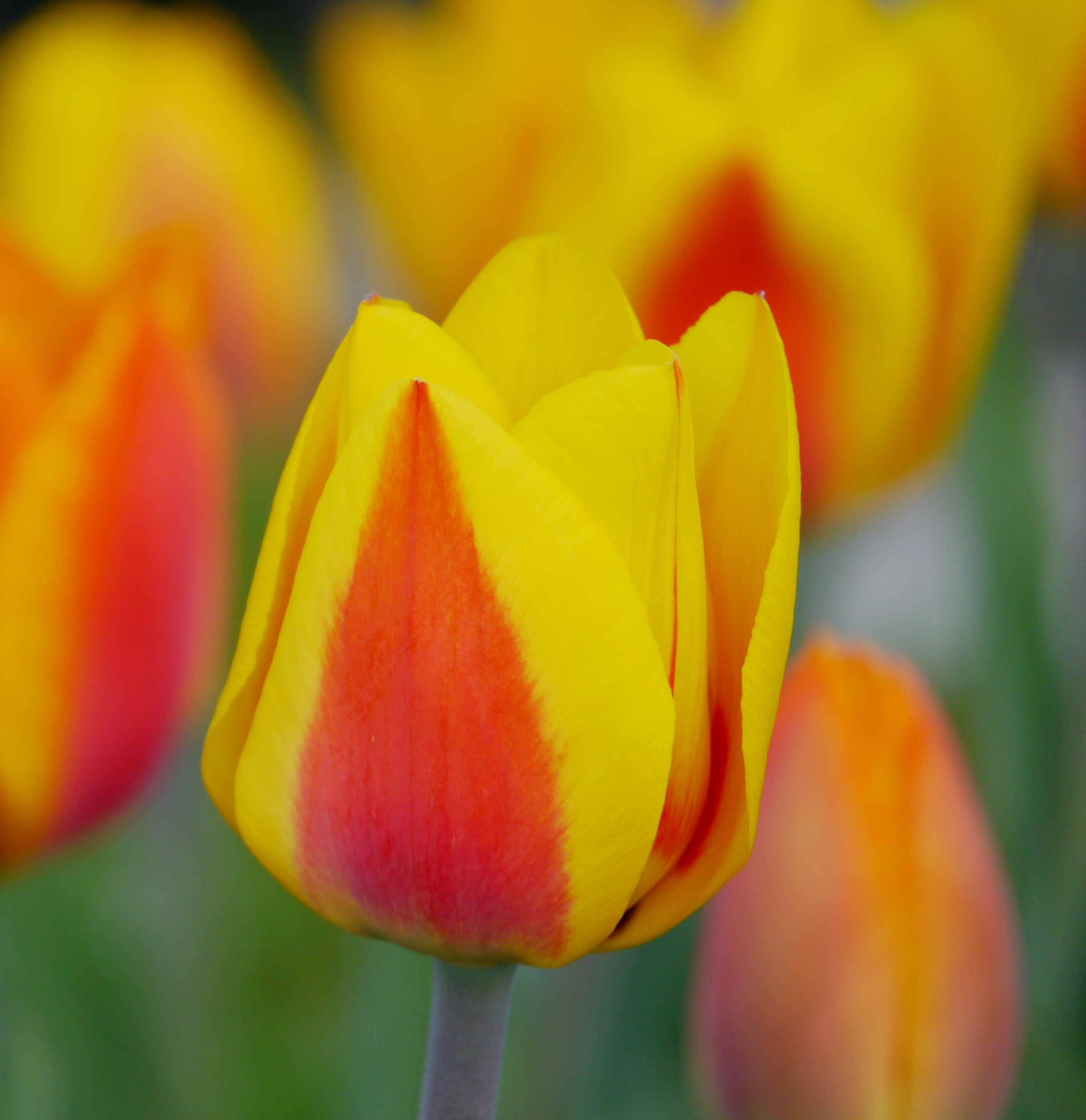 Nahaufnahme einer gelben Tulpe mit rotem bis orangefarbenem Flammenmuster auf den Blütenblättern, unscharfer Hintergrund mit weiteren Tulpen