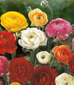 265396_Ranunculus Aviv Mix_1 Nahaufnahme bunter Ranunkeln (Ranunculus) in Gelb, Weiß, Rot, Rosa und Orange, dicht stehende Blüten