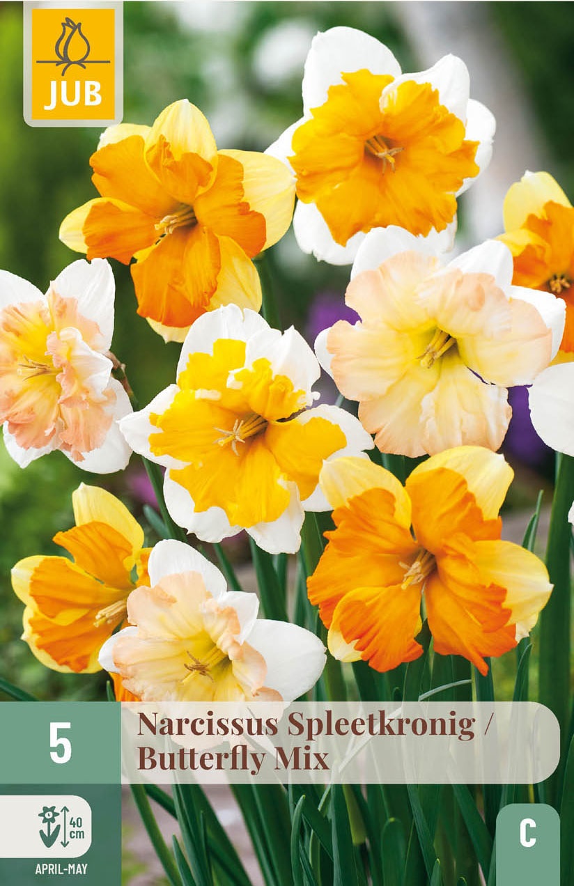 Split-Corona Narzissen Butterfly Mix