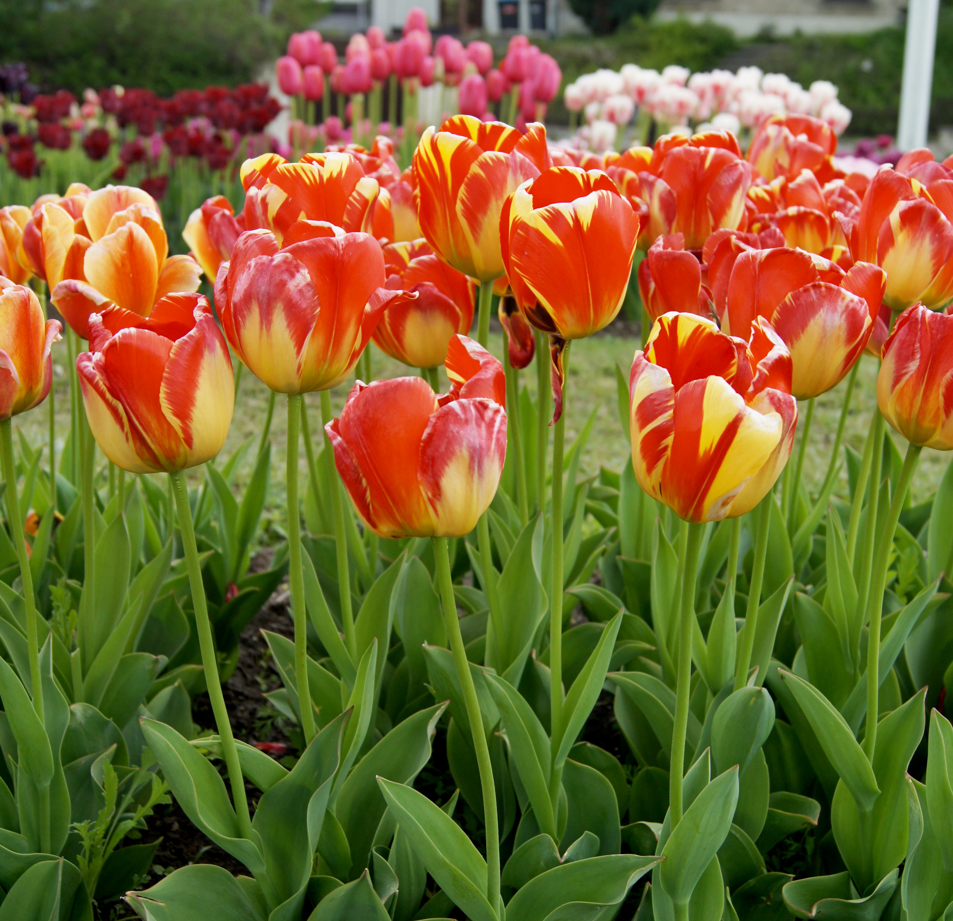 224112_D.-H.-Tulpen Banja Luka_1 Nahaufnahme von rot-gelb gestreiften Tulpen in einem Beet mit grünen Blättern; mehrere Blüten im Vordergrund, verschwommene Tulpen im Hintergrund