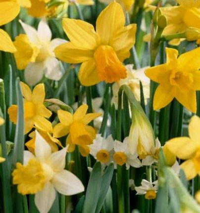 Steingarten-Mix Nahaufnahme eines bunten Narzissen-Mixes mit gelben und weißen Osterglocken und grünen Blättern, Frühlingsblumen in voller Blüte