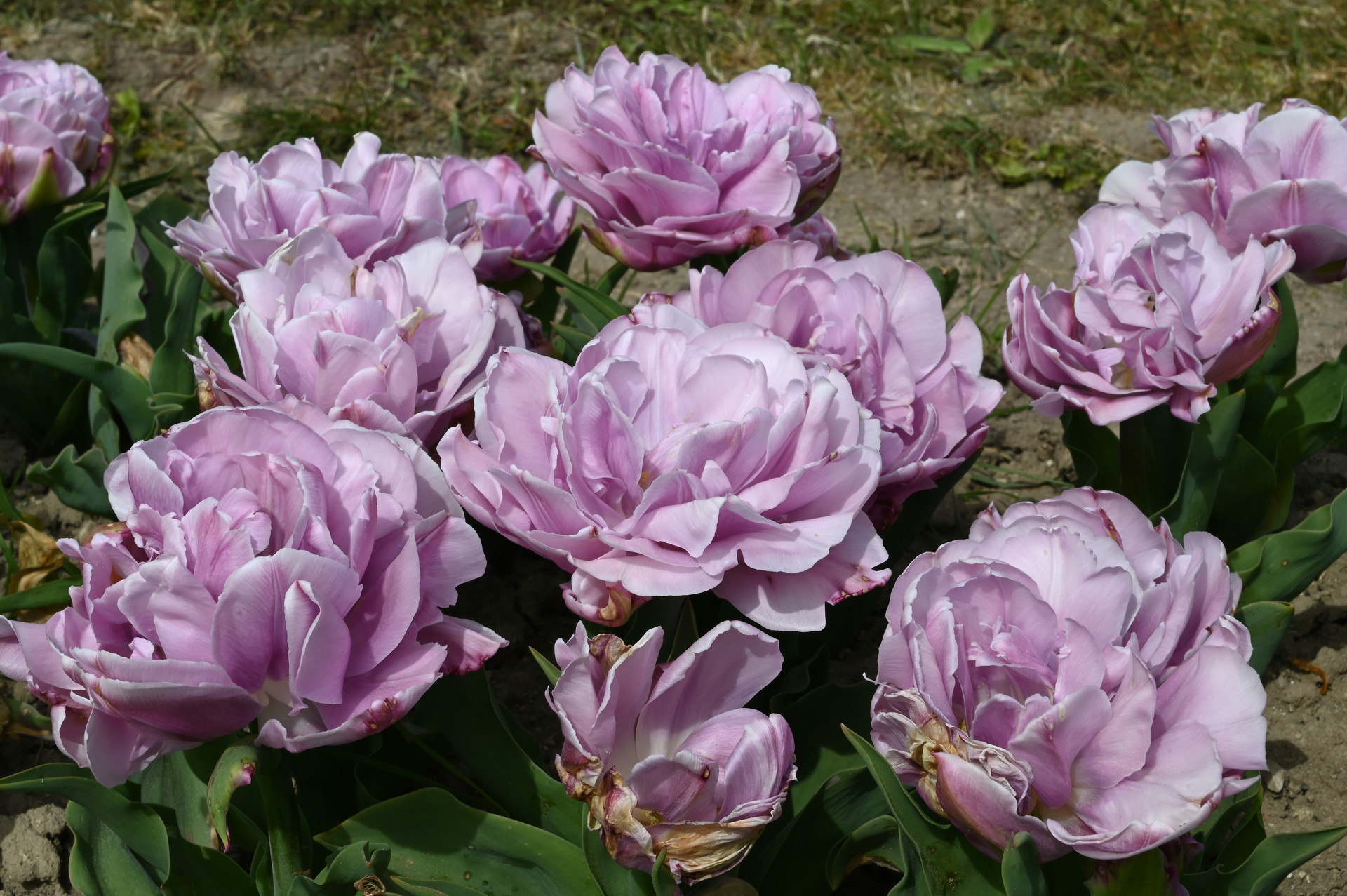 Gefüllte späte Tulpen  Katinka