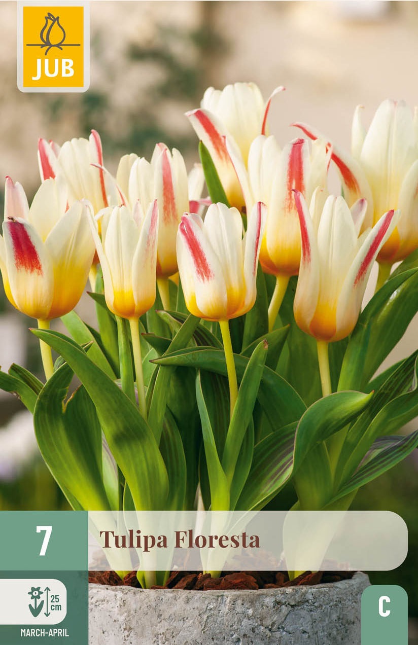 Kaufmanniana-Tulpen Floresta