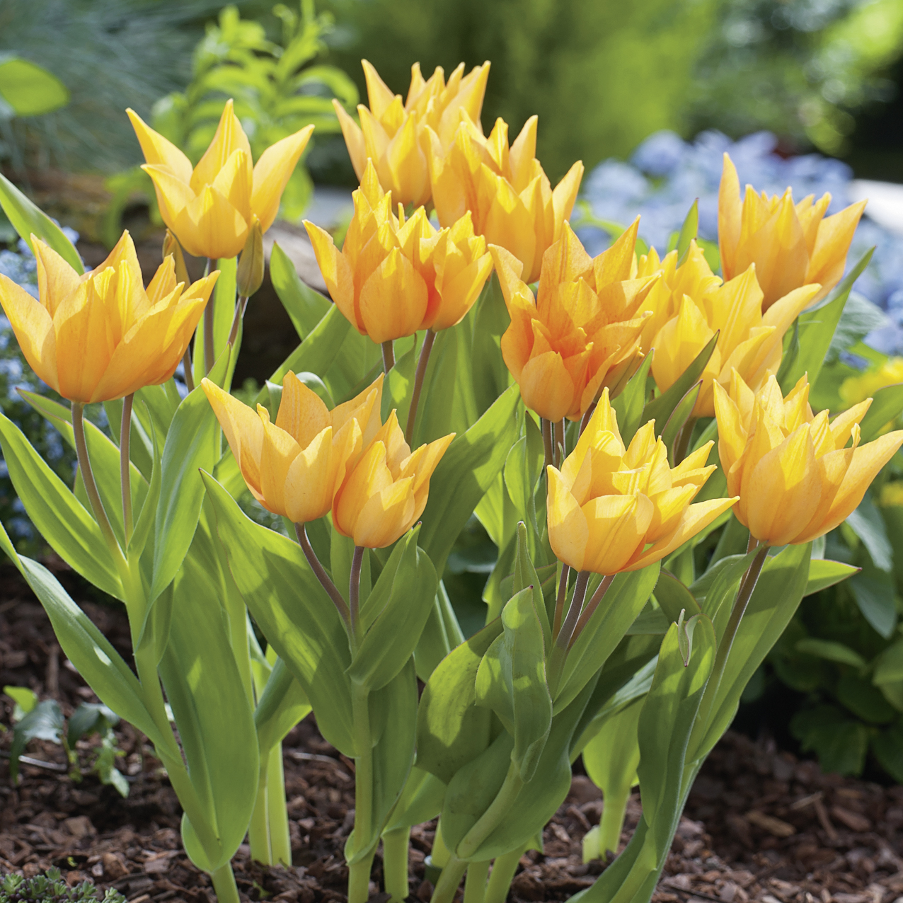 236080_Tulipa praestans Shogun FM Nahaufnahme von orange-gelben Tulpen mit grünen Blättern im Beet bei Sonnenschein