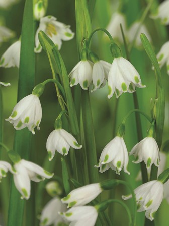 265462_Leucojum aestivum Gravetye Giant Weiße Frühlingsknotenblumen (Leucojum vernum), Nahaufnahme: glockenförmige Blüten mit grünen Spitzen und schlanken grünen Blättern