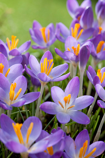 Whitewell Purple 14275896RGB_72 dpi 1000 Nahaufnahme mehrerer violetter Krokusse mit auffälligen gelben Staubfäden auf grünem, unscharfem Hintergrund