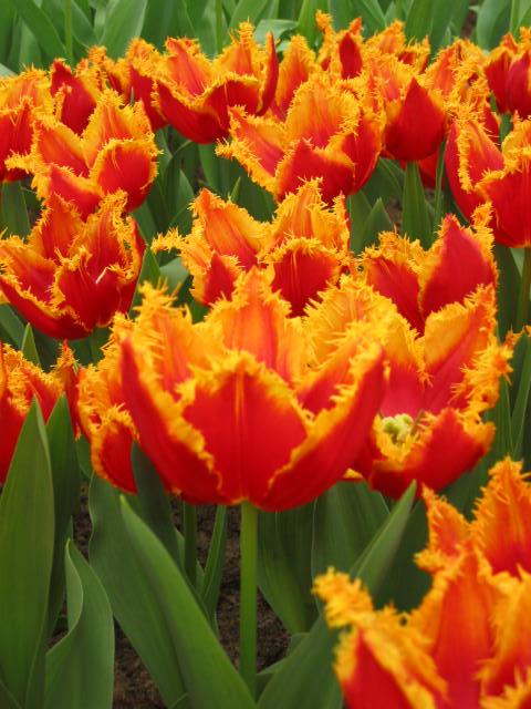 Fingertip Tulpen mit fransigen Blüten in leuchtenden Orange- und Rottönen, umgeben von grünem Laub.