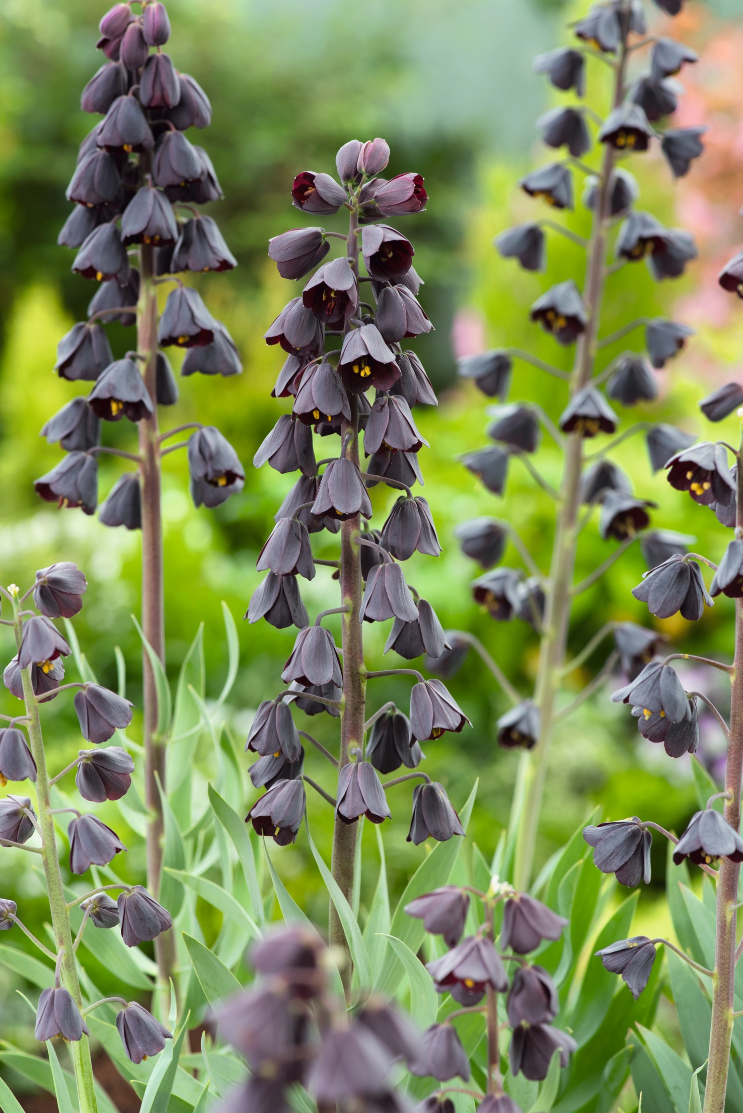 265220_14304837_FM Nahaufnahme von Fritillaria persica mit aufrechten Stängeln und zahlreichen hängenden, dunkelvioletten bis schwarzvioletten glockenförmigen Blüten, umgeben von grünen Blättern vor unscharfem Gartenhintergrund