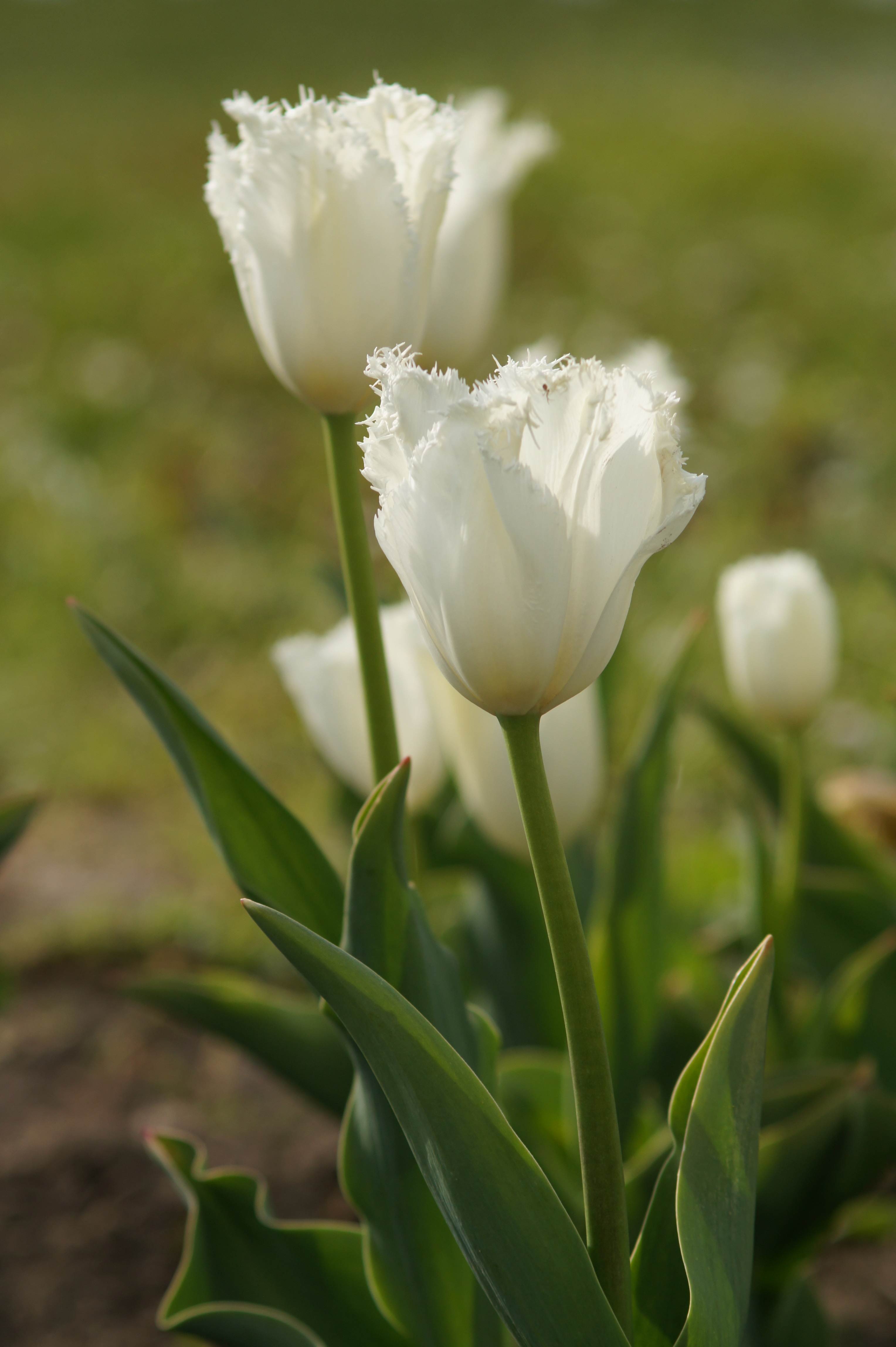 239192_Crispa-Tulpen Honeymoon_1 Nahaufnahme einer weißen, gefransten Tulpe mit grünem Stiel und Blättern vor unscharfem Gartenhintergrund