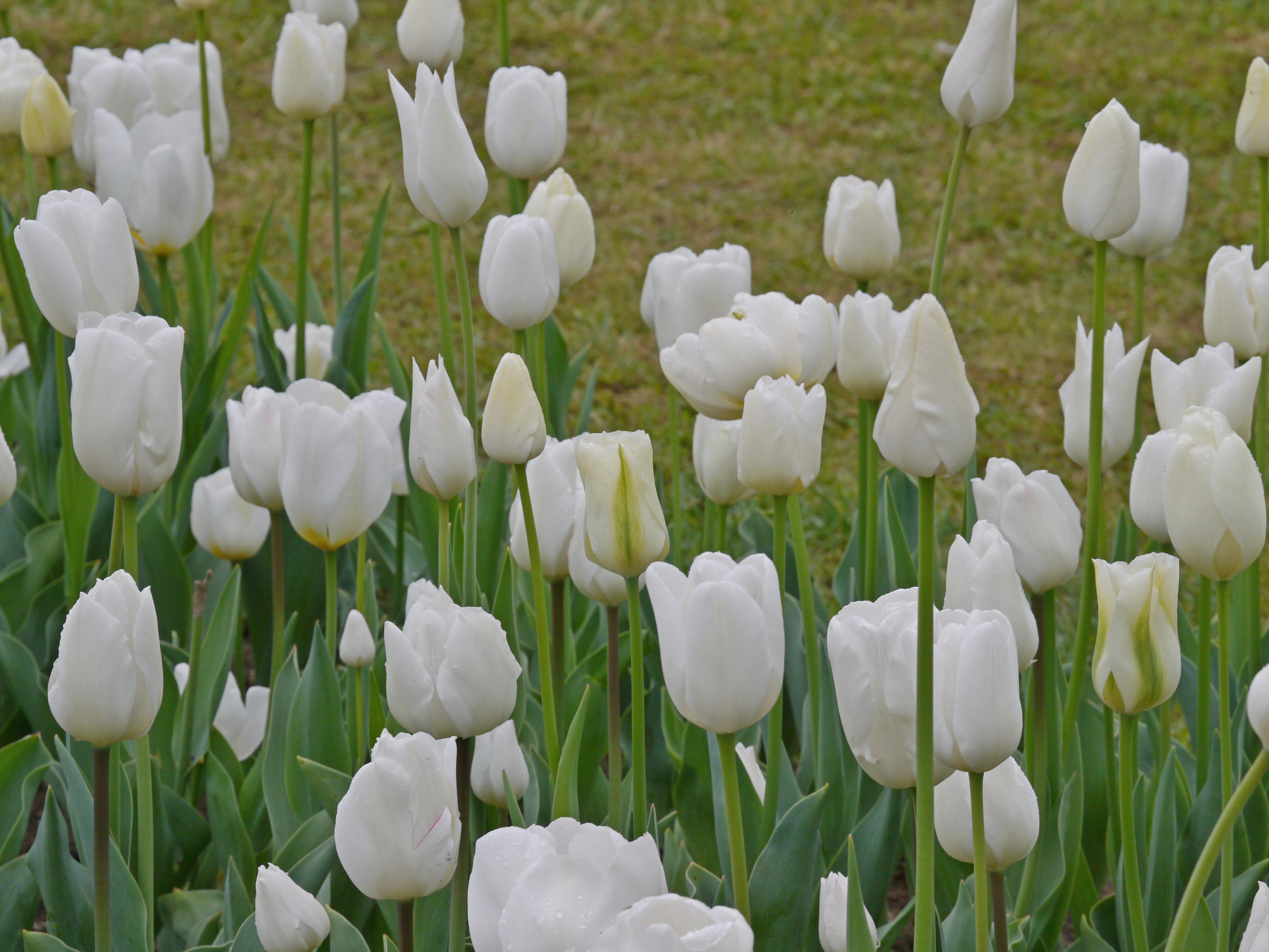 Tulpen Prachtmischung Töne in Weiß