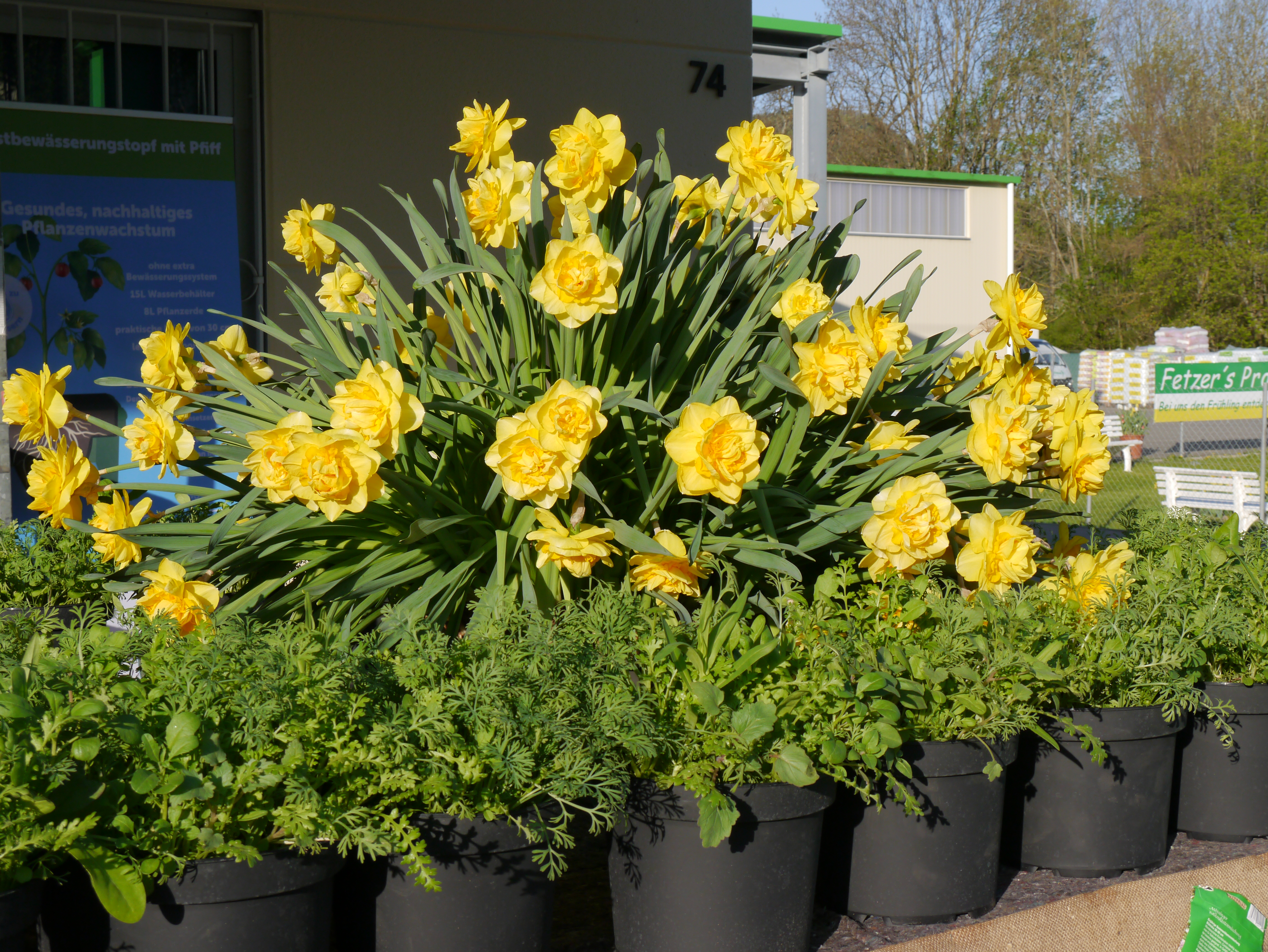 Gelbe, gefüllte Narzissen (Osterglocken) im Cluster in schwarzen Pflanztöpfen auf einem Gartencenter-Stand