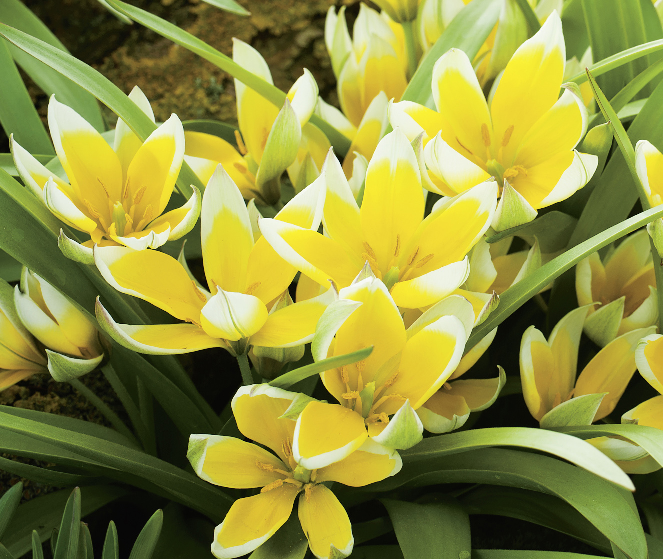 235358_Tulipa tarda FM_RGB Nahaufnahme gelber Tulpen mit weißem Rand und grünen Blättern, dichte Frühlingsblüten in einem Beet