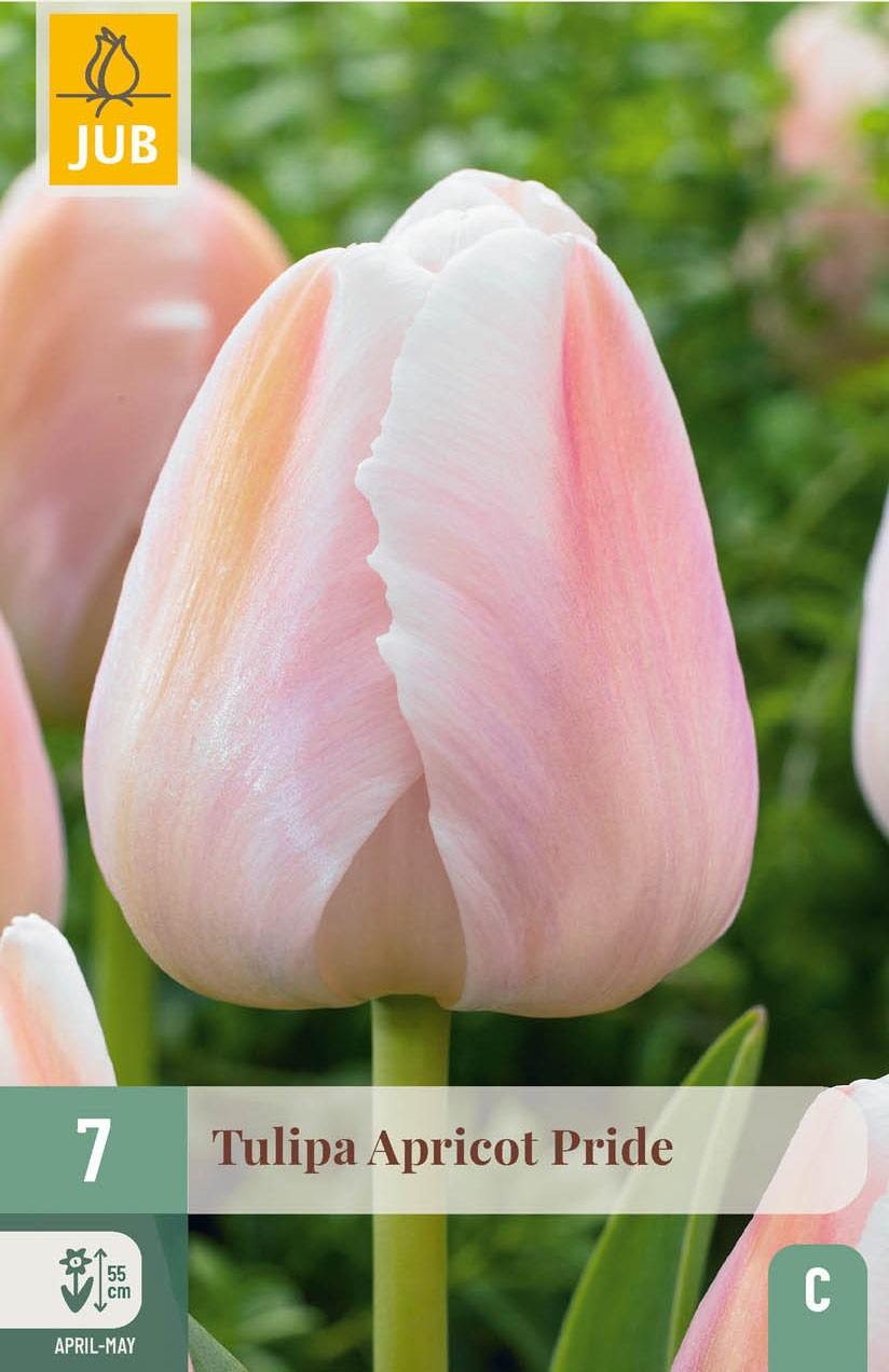 Darwin-Hybrid-Tulpen Apricot Pride