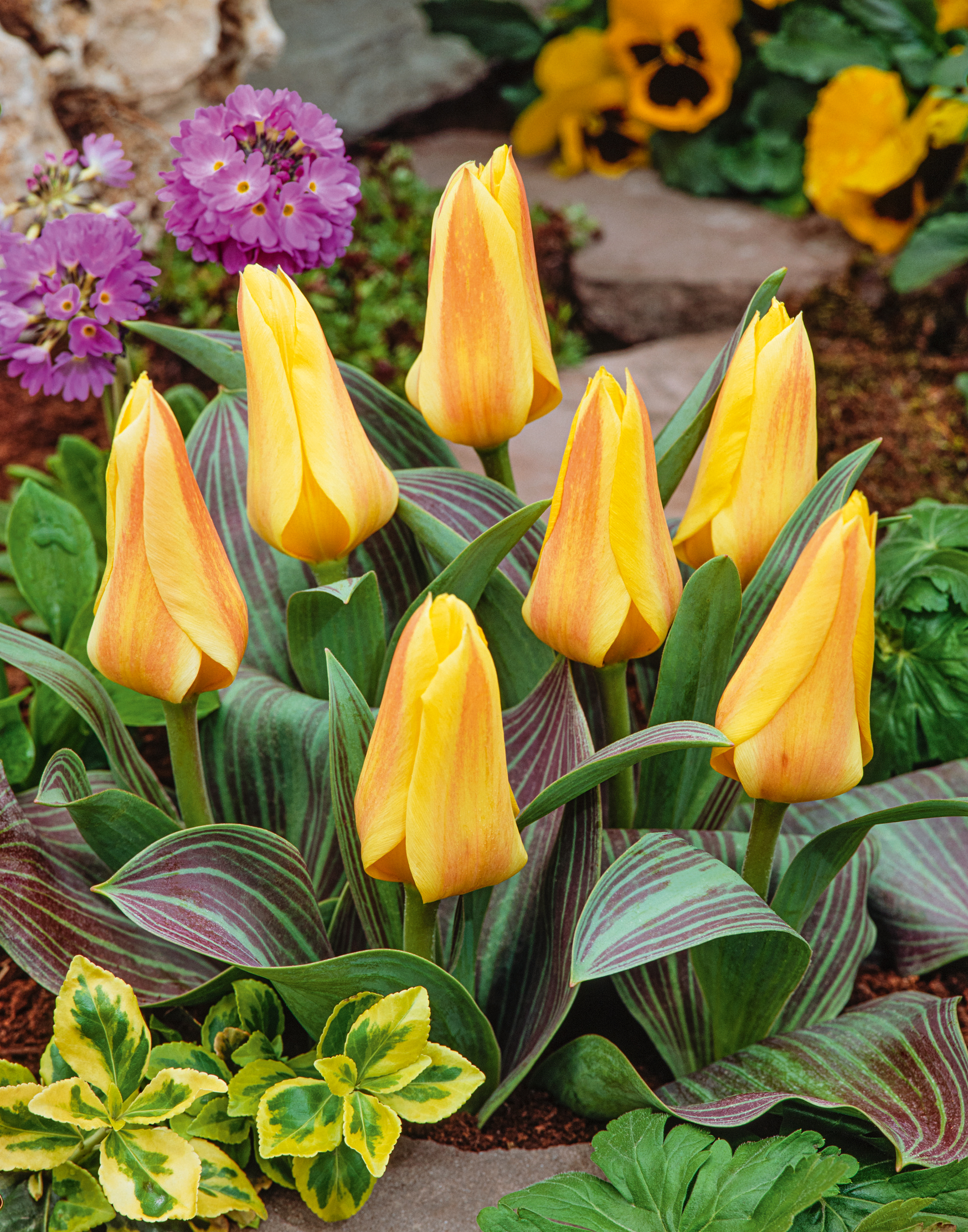 234661_Greigii-Tulpen_Miskodeed Nahaufnahme von gelb-orangefarbenen Tulpenknospen mit markanten, gestreiften grünen Blättern in einem bepflanzten Frühlingsbeet