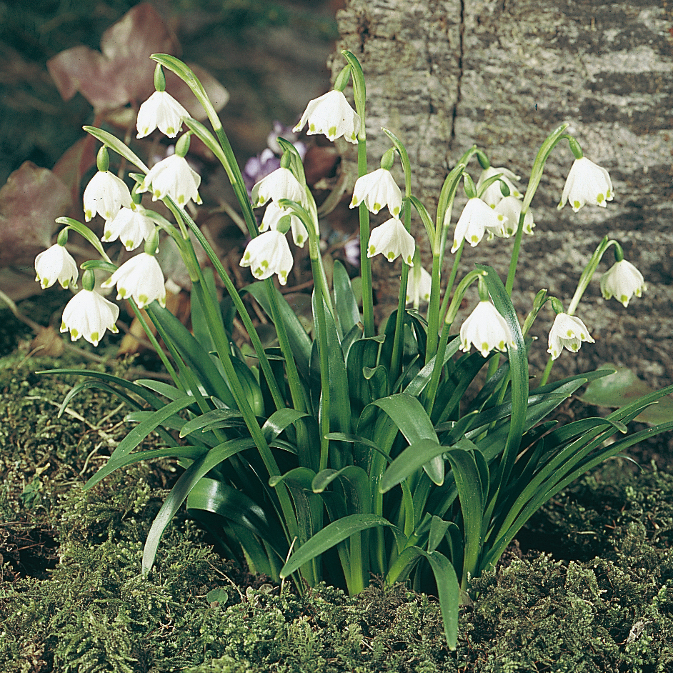 26546_Leucojum vernum FM Büschel blühender Märzenbecher (Leucojum vernum) mit weißen, glockenförmigen Blüten und grünen Tupfen an den Blütenrändern im moosigen Beet vor einer Baumrinde.