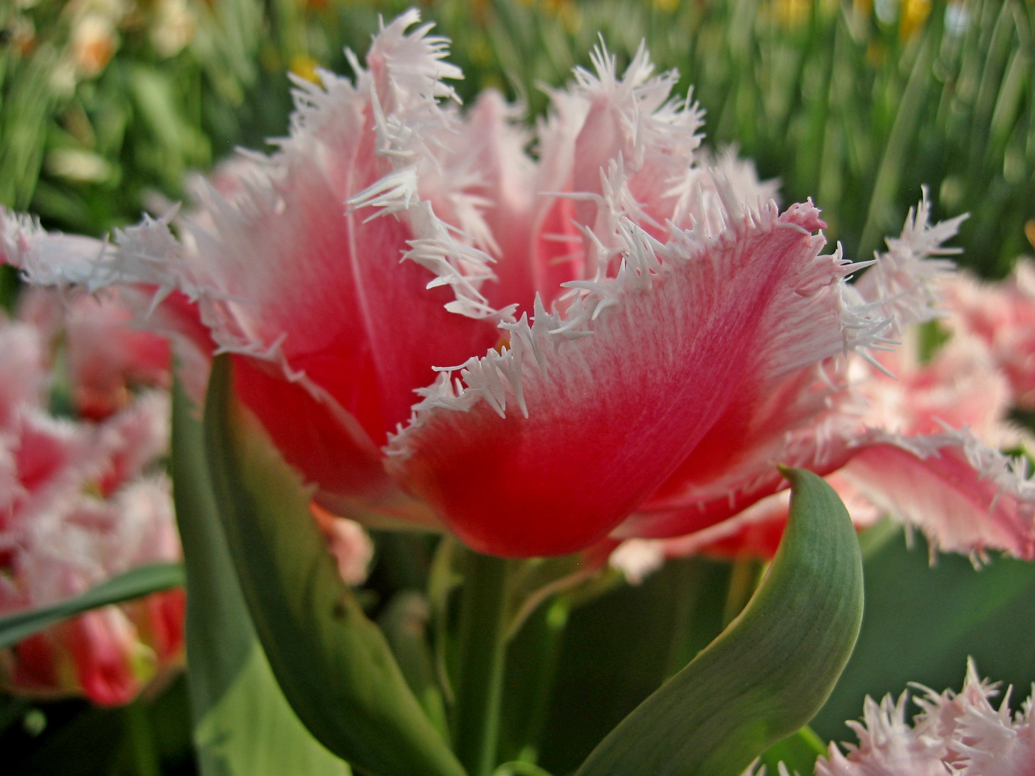 226191_Crispa-Tulpen Queensland_2 Nahaufnahme einer rosa gefransten Tulpe mit weißen, fransigen Blütenrändern und grünen Blättern im Hintergrund