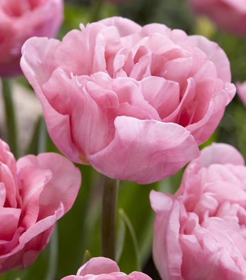 Zarte rosa Tulpenblüten in voller Blüte Nahaufnahme von pinken Tulpenblüten im Garten