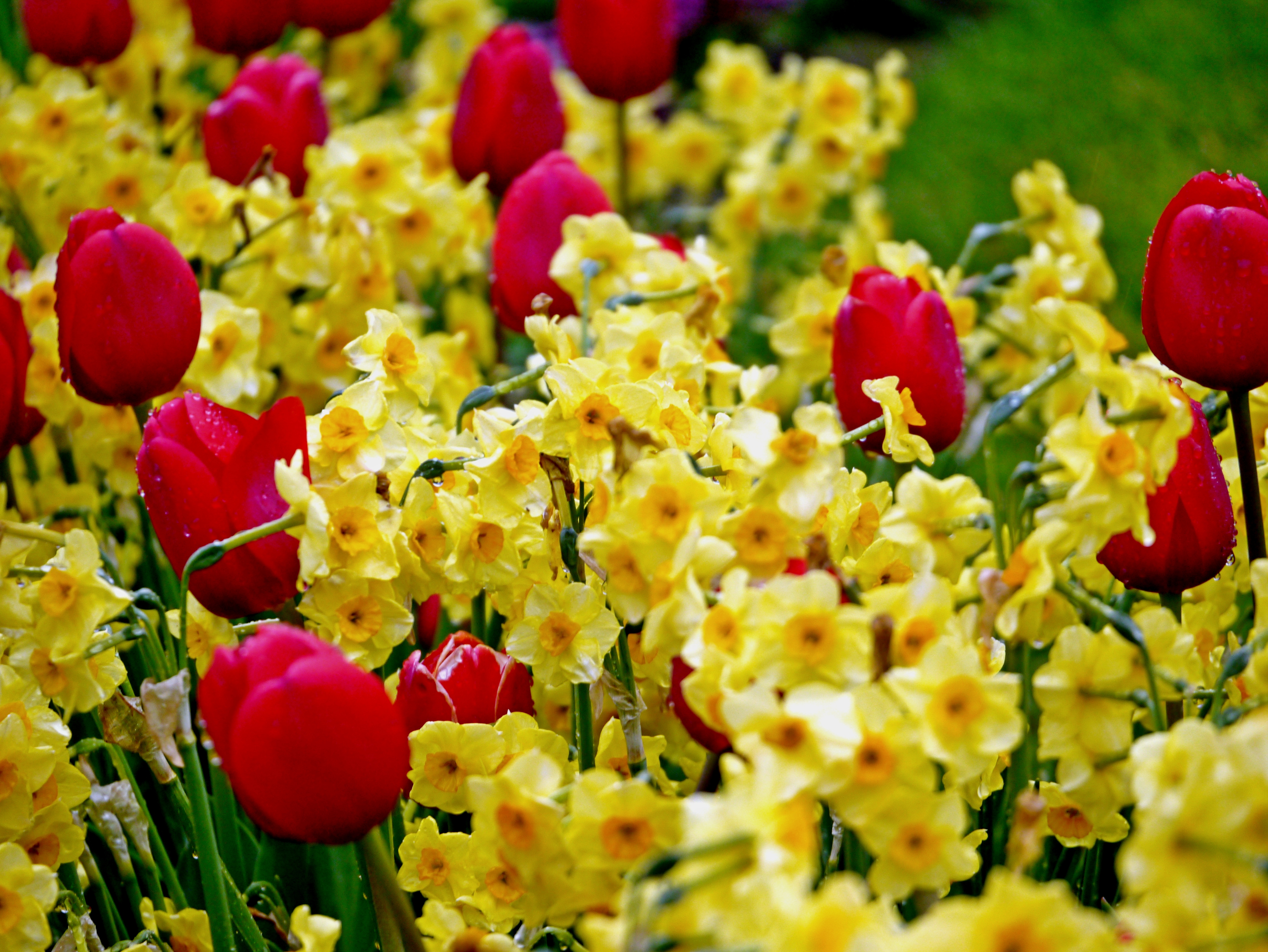 220057_Emilia-Luise_1 Nahaufnahme: Rote Tulpen zwischen zahlreichen gelben Narzissen im Blumenbeet, einzelne Wassertropfen sichtbar