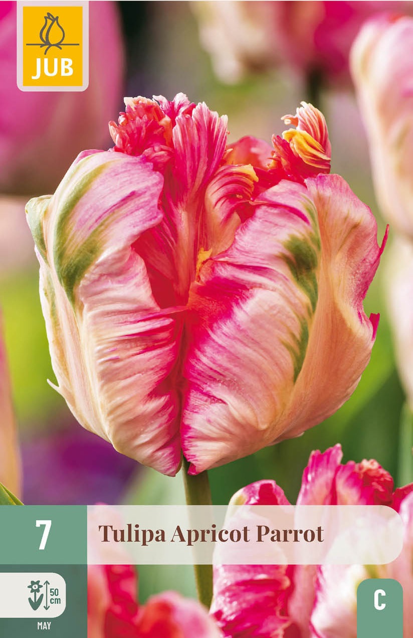 Papagei-Tulpen Apricot Parrot