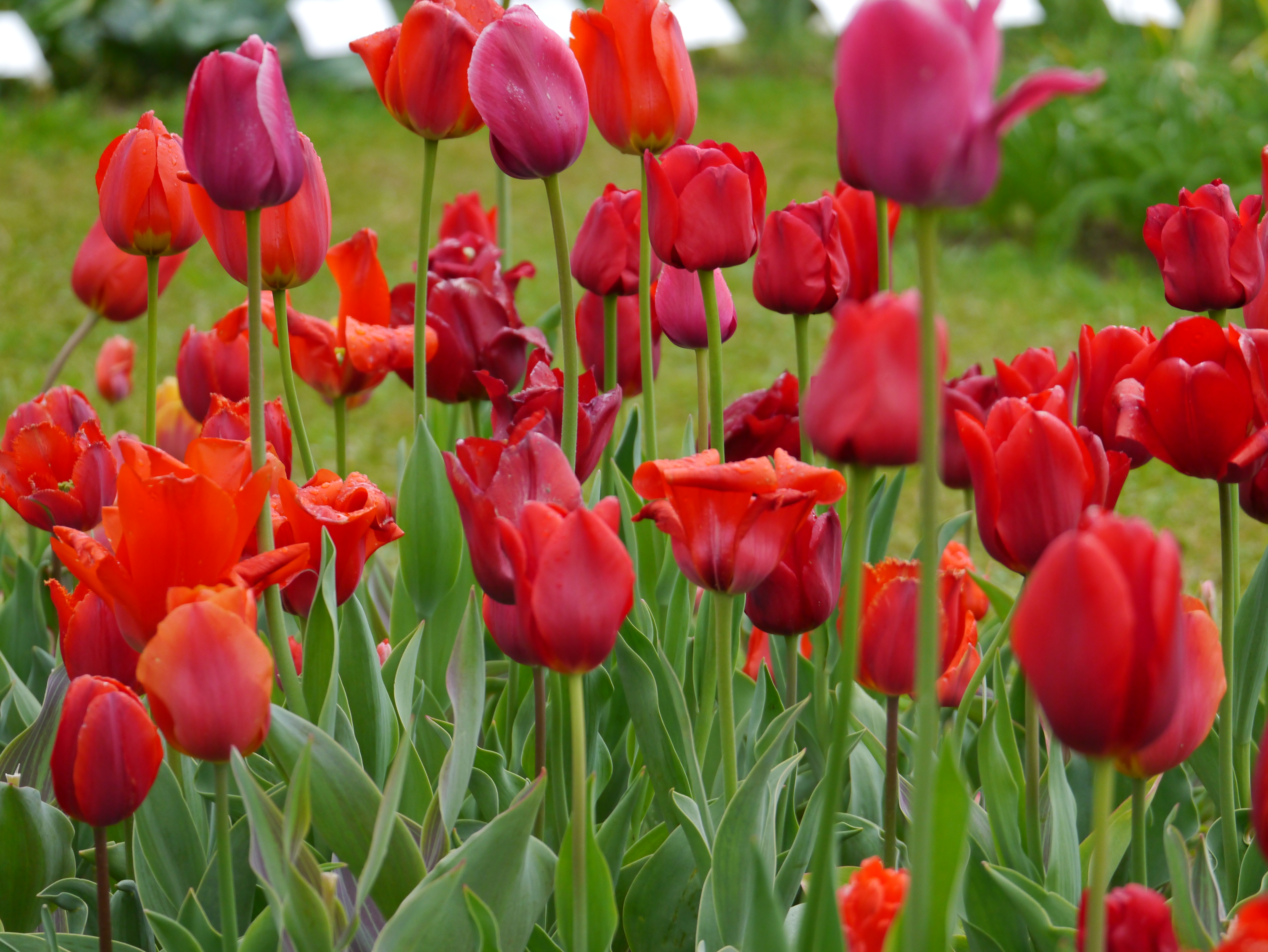 22010_Töne in Rot Nahaufnahme eines Blumenbeets mit roten und orangefarbenen Tulpen und grünen Blättern