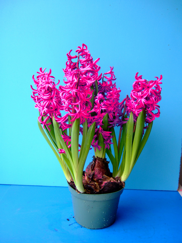MultiRood2022 (4) Topf mit mehreren pinkfarbenen Hyazinthen, grünen lanzettlichen Blättern und sichtbarer Blumenzwiebel in einem grünen Pflanzgefäß vor einfarbigem hellblauem Hintergrund