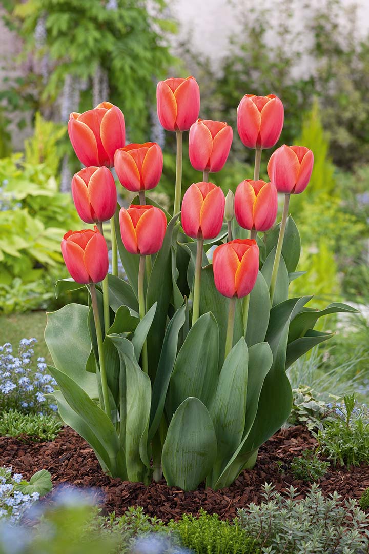 Darwin-Hybrid-Tulpen Ad Rem