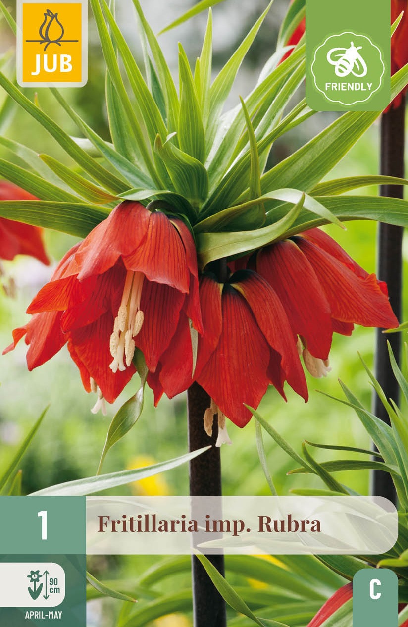 Fritillaria imperialis Rubra Maxima