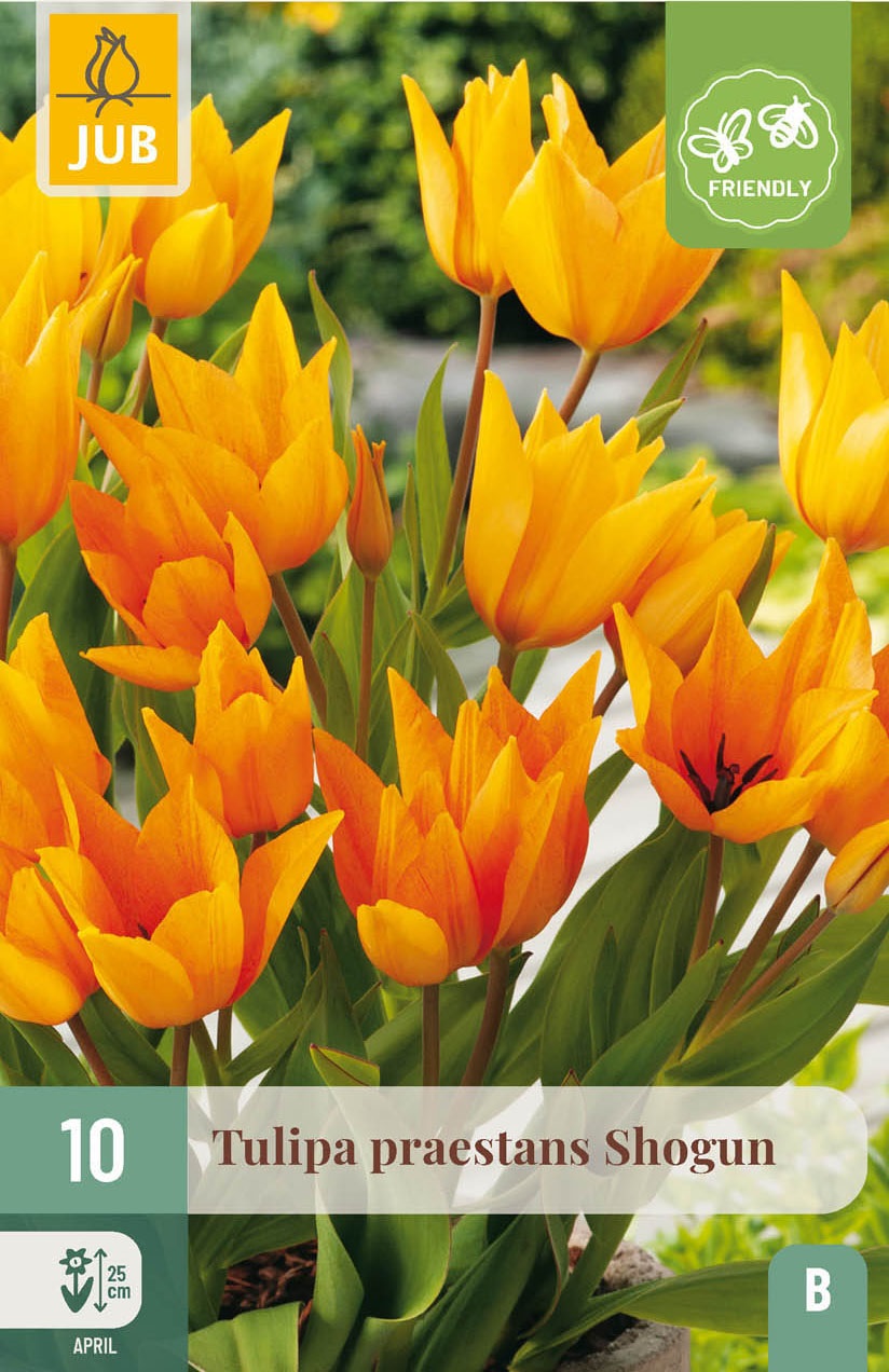 Tulipa praestans Shogun