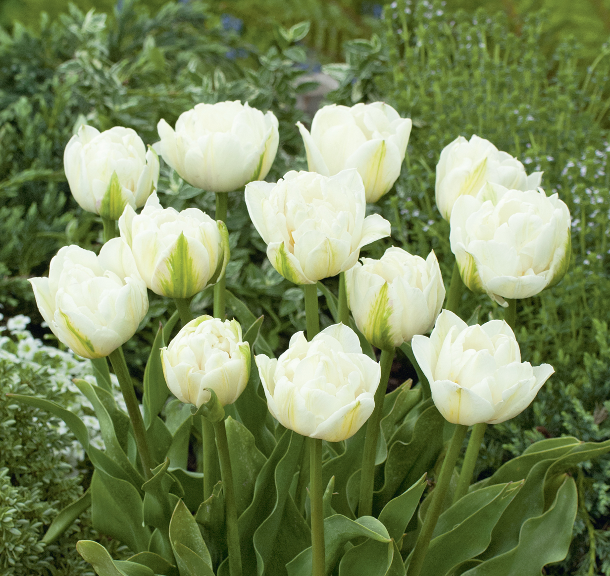 223662_Gef. späte Tulpen Mount Tacoma FM Nahaufnahme: weiße, gefüllte Tulpen (pfingstrosenartig) im grünen Gartenbeet