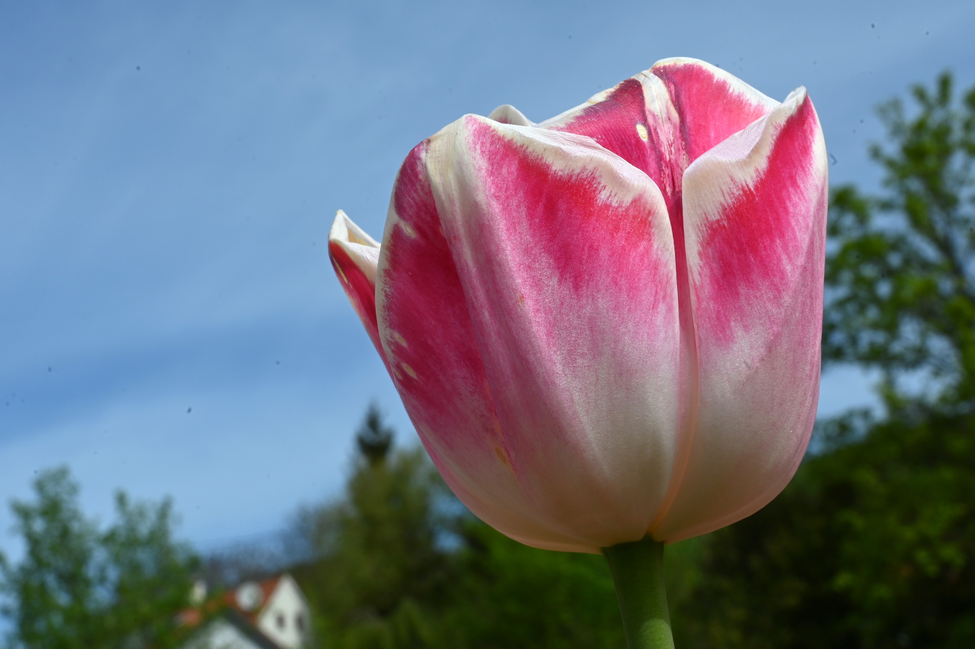 Triumph-Tulpen Buckingham