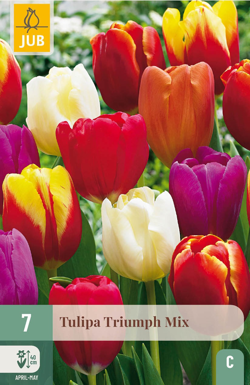Triumph-Tulpen Mischung