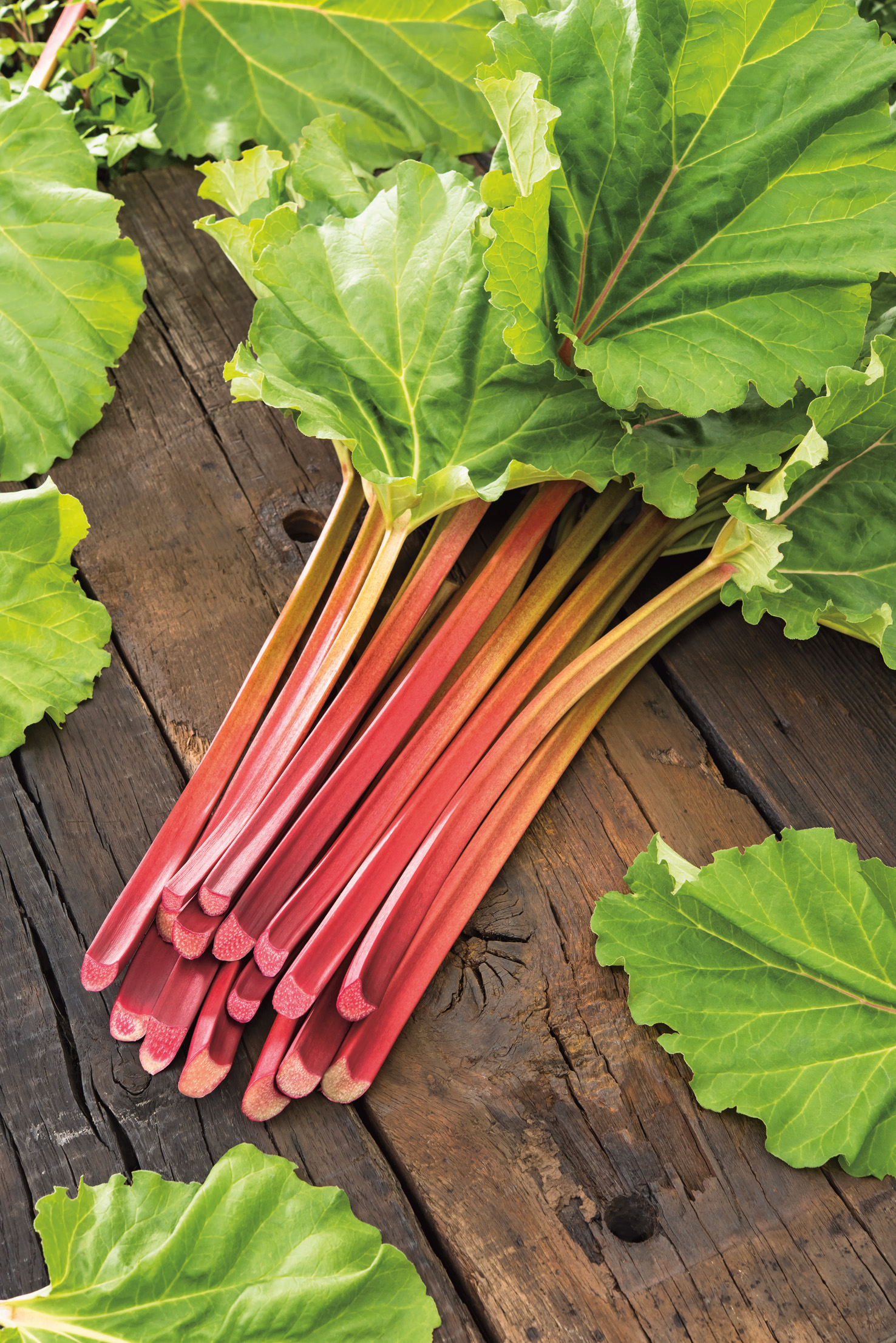 Rhabarber Holsteiner Blut