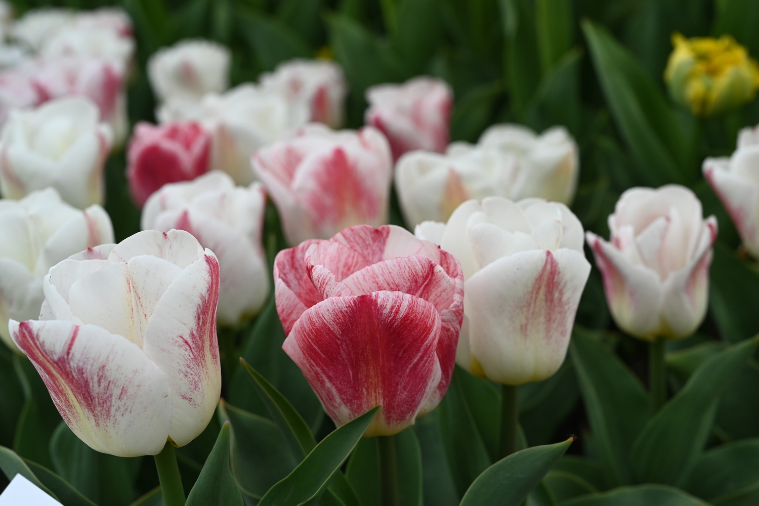 Triumph-Tulpen Calgary Sensation