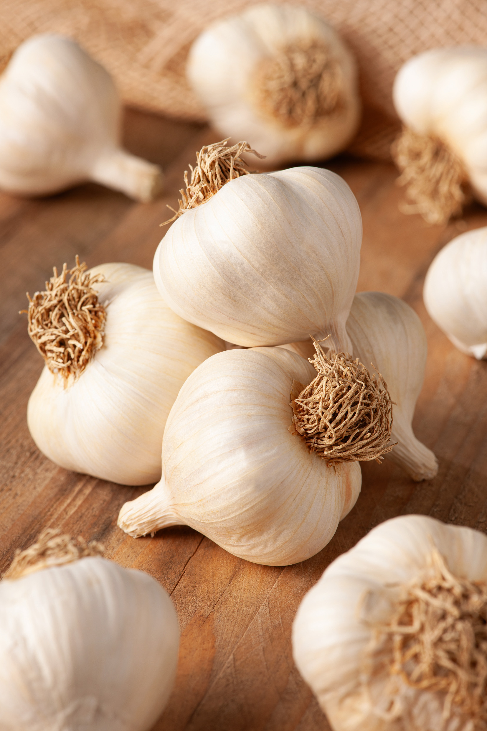 Mehrere weiße Knoblauchknollen des Pflanzknoblauchs Thermidrome für die Herbstpflanzung, robust, kälteverträglich und mit kräftig-würzigem Aroma.